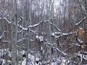 After snow - Died trees... young trees...