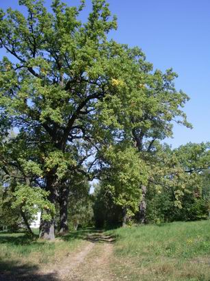 Old oaks alley II.