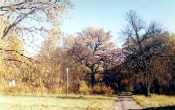 Golden autumn II