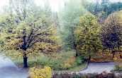 Golven autumn. View from 309