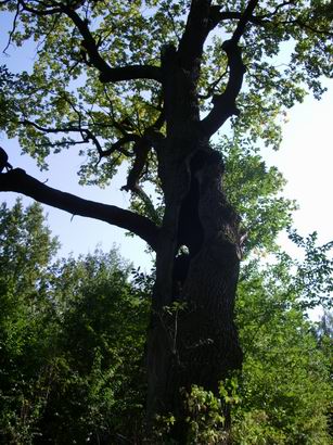 Old oaks alley III.